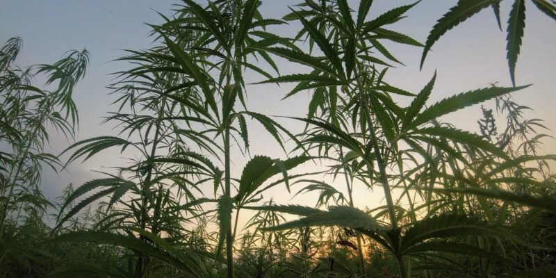 The Legality of Hemp-Derived THC