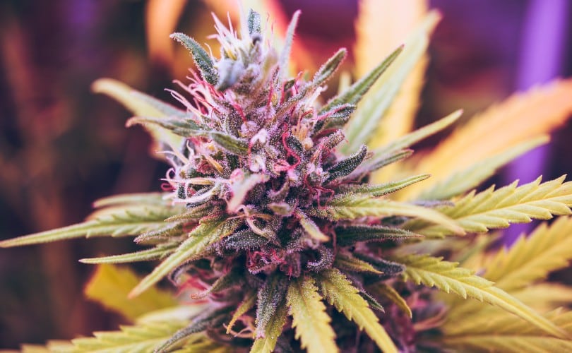 minnesota-recreational-cannabis